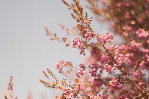 ピンクの小さな花と空 ピンクの小さな花と空の写真