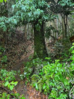 木 自然,緑,森の写真素材