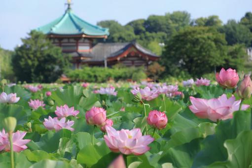 一面の蓮の花 不忍池と弁天堂 一面の蓮の花 不忍池と弁天堂の写真