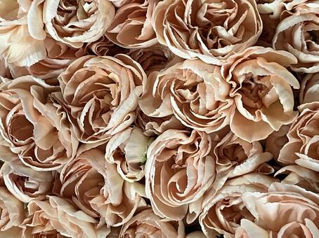 花（カーネーション） 花,アップ,植物の写真素材