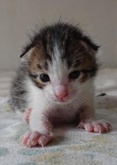 猫の幼子 猫の幼子の写真