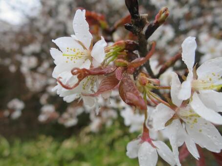 山桜 山桜の写真