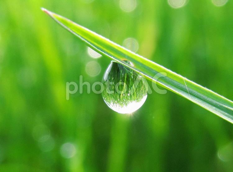 水滴と緑の葉と朝日Water drops 水滴,すいてき,waterの写真素材