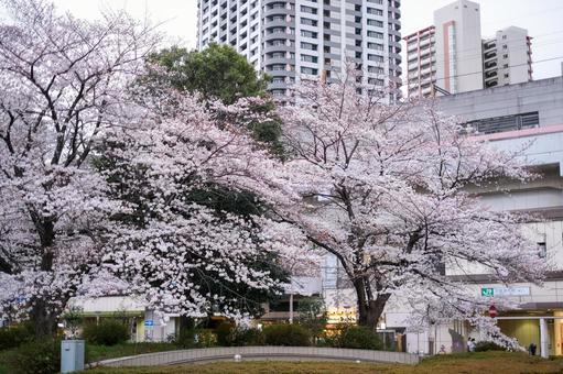 武蔵浦和駅の桜 武蔵浦和駅の桜 武蔵浦和,桜,花見の写真素材
