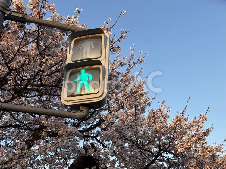 信号機と桜 信号機,桜,春の写真素材