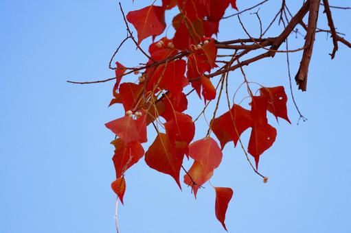 紅葉1 紅葉1の写真