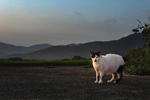 <素材>公園で見かけた白黒猫(野良猫) <素材>公園で見かけた白黒猫(野良猫)の写真