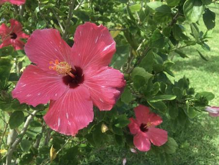ハイビスカス ハイビスカス,花,お花の写真素材