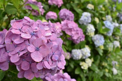 紫陽花 紫陽花の写真