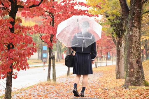 雨の紅葉（赤 紅葉,秋,雨の写真素材