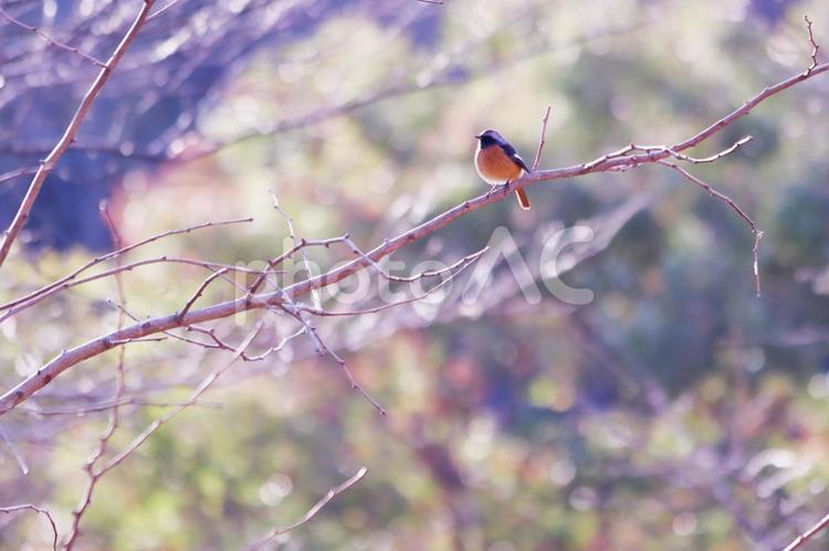 枝に止まるジョウビタキのオス 野鳥,ジョウビタキ,鳥の写真素材