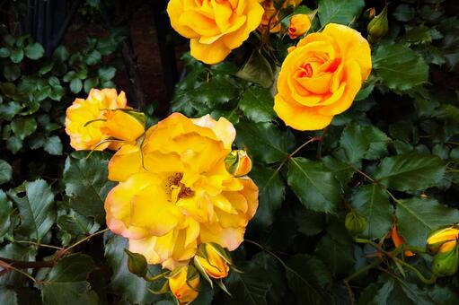 薔薇_027 薔薇_027の写真