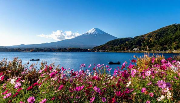 湖畔のコスモスと山 湖畔のコスモスと山の写真