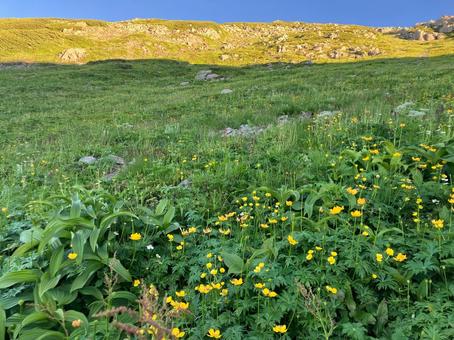 赤石岳へ登山1 お花畑 赤石岳へ登山1 お花畑の写真