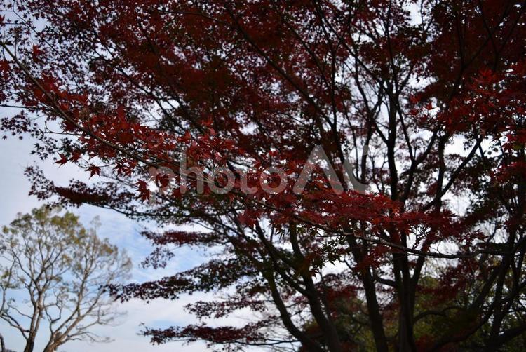 秋の昭和記念公園 昭和記念公園,国営昭和記念公園,紅葉の写真素材