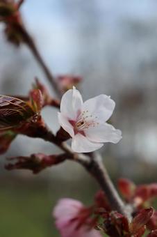 Photo, spring, early spring, flower, 