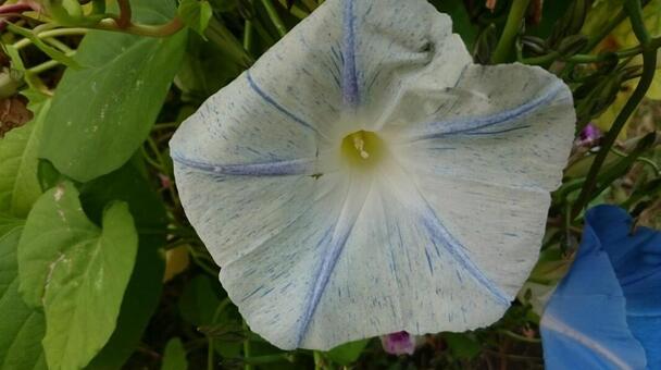 morning glory, flower, white, gardening, JPG