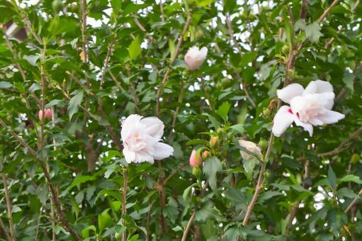 ピンクの花 ピンクの花の写真