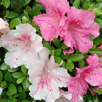 雨の後の皐月 さつき,雨,雨粒の写真素材