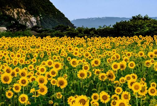 <五島風景>真夏の満開に咲いたヒマワリ畑 <五島風景>真夏の満開に咲いたヒマワリ畑 ヒマワリ,ひまわり,向日葵の写真素材