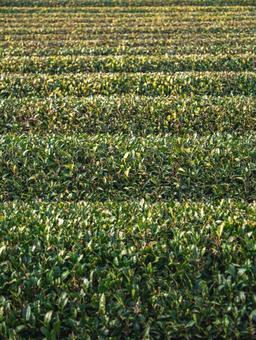 所沢の茶畑 茶畑,所沢,狭山茶の写真素材