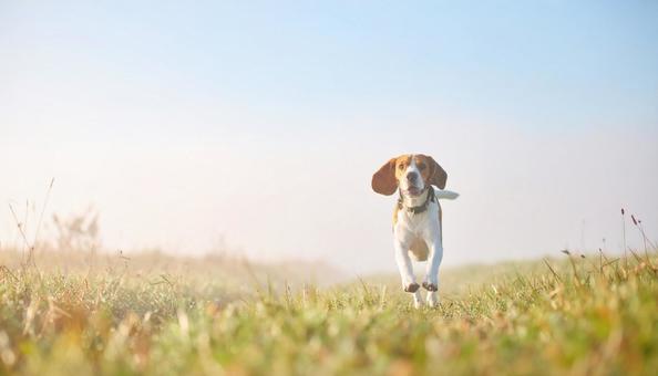 走るビーグル犬 走るビーグル犬の写真