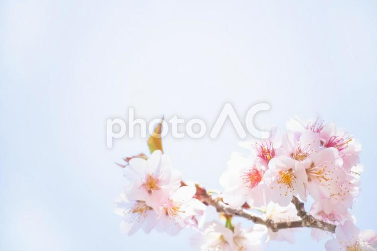 桜とコピースペース 桜,空,青空の写真素材