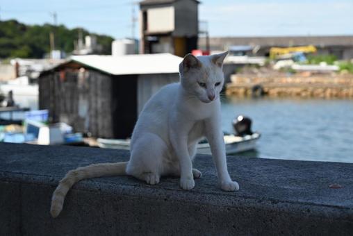白猫と海 白猫と海 猫,動物,外の写真素材