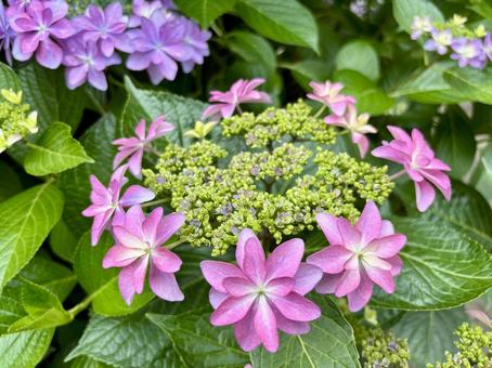 ガクアジサイ、ピンクと紫の可憐な花﻿ 紫陽花,アジサイ,ガクアジサイの写真素材