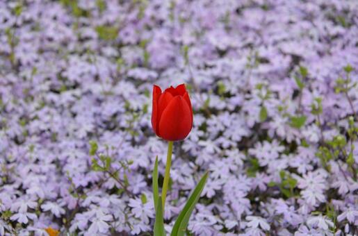 芝桜を背景に咲く一輪の赤いチューリップ チューリップ,芝桜,シバザクラの写真素材