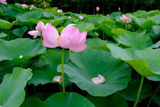 蓮の花 蓮の花の写真
