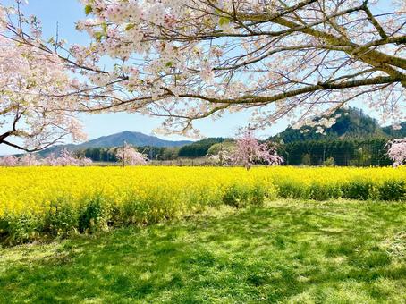 菜の花畑と桜の木 菜の花畑と桜の木の写真