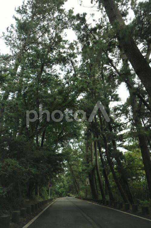 松並木 松並木,並木道,松の写真素材