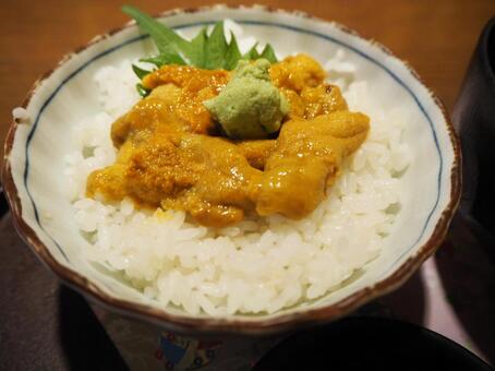 ウニ丼 北海道,札幌,うにの写真素材