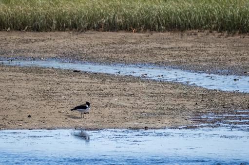 ミヤコドリ⑴ ミヤコドリ⑴の写真