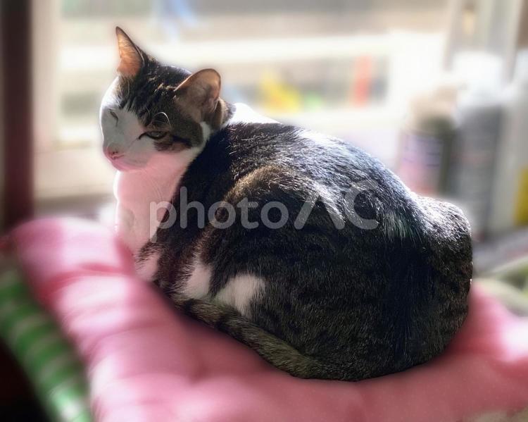 窓際で振り向くキジ白猫ちゃん 猫,キジ白,可愛いの写真素材