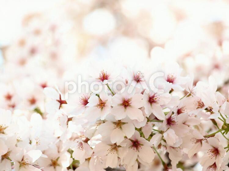 満開の桜の花、クローズアップ さくら,桜,サクラの写真素材