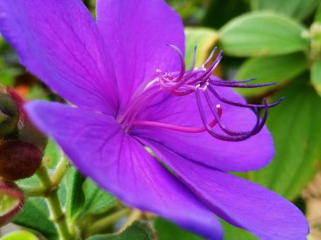 先端が曲がった雄しべが優雅 花,シコンノボタン,紫紺野牡丹の写真素材