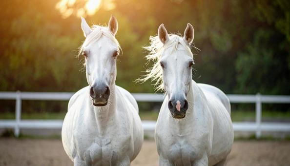 仲良しな二頭の白馬の写真