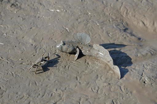 佐賀 芦刈町 ムツゴロウとシオマネキ2の写真