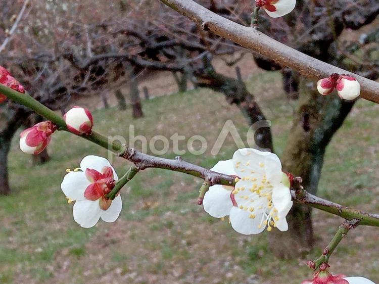 一重野梅　梅の花 一重野梅,梅の花,花の写真素材
