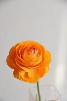オレンジ色のラナンキュラス ラナンキュラス,オレンジ色,フラワーの写真素材