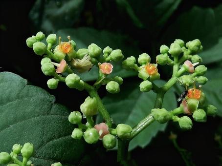 ヤブガラシの花と蜜を舐める昆虫 ヤブガラシの花と蜜を舐める昆虫の写真