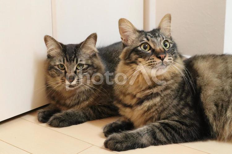 きょうだい猫 猫,ペット,きょうだいの写真素材