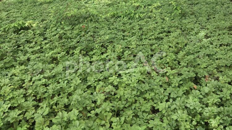 緑の絨毯 葉,何人もありません,植物の写真素材