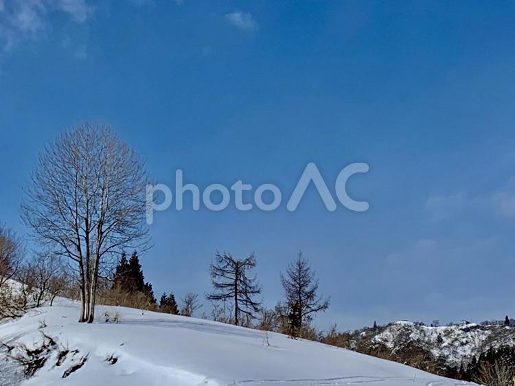冬の風景 冬,雪,木の写真素材