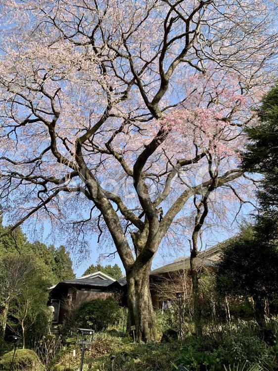 美しい枝垂れ桜 桜,満開,春の写真素材
