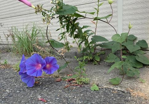 花 あさがお 花 あさがおの写真