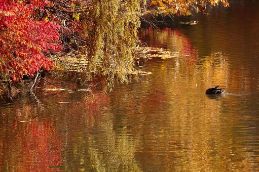 色彩の水面の写真