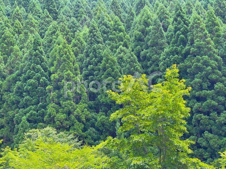 緑ゆたかな森の木々 森,山,緑の写真素材